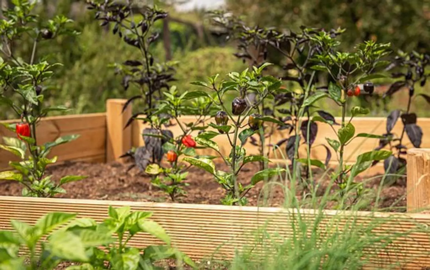 15 Best Inexpensive Raised Garden Bed Ideas For Your Home